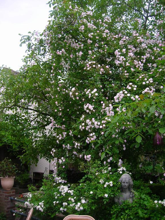 Bed and Breakfast Door & Roos Lottum Zewnętrze zdjęcie